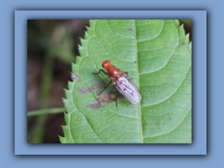 Fly - Dryomyza anilis. Seen in Hetton Park, 1st August 2021 2_Prv.jpg